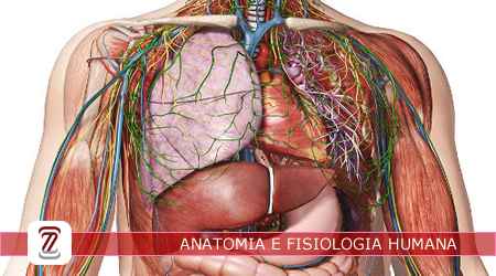 AFH.20241.66.01_ANATOMIA E FISIOLOGIA HUMANA